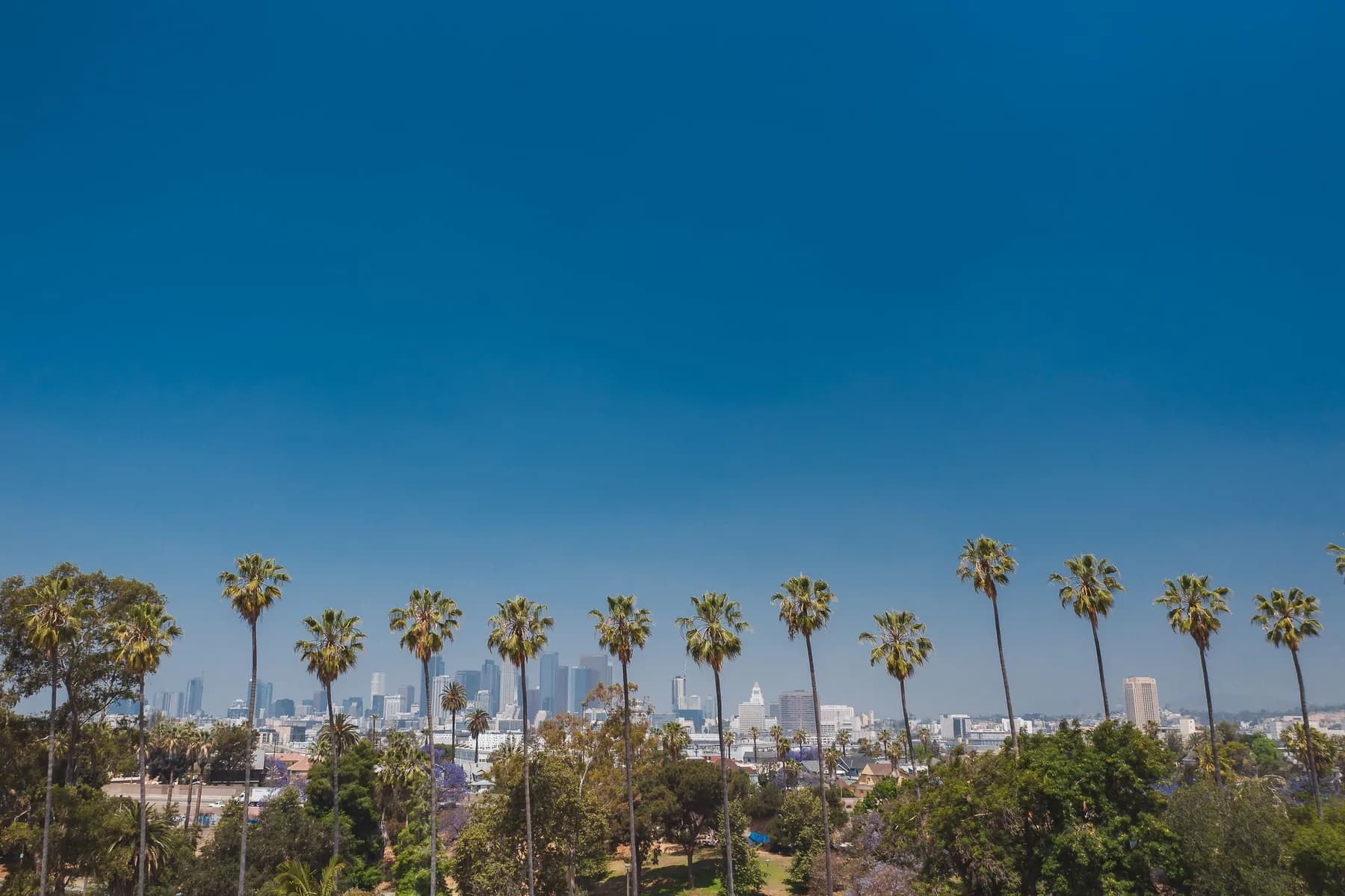 Los Angeles skyline framed by palm trees